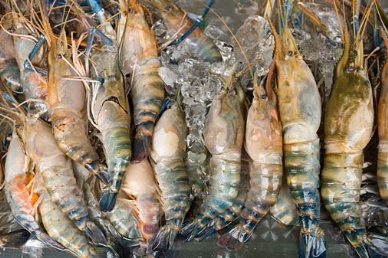 Shrimp prices in Japan reach record levels as weak Yen and supply shortages crimp buying