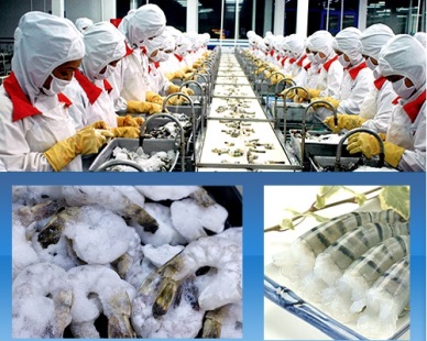 Au Vung Co Shirmp exports up 79.2 percent in 2013
