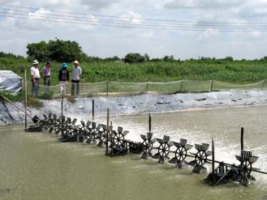 Booming in Ca Mau industrial shrimp cultivation