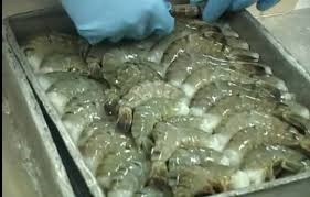 Soc Trang Aquaculture area surges