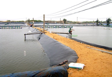 Thua Thien-Hue cooperating with C.P Thailand for high quality shrimp production