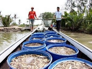 Ca Mau Targets 270,000 Tonnes of Shrimp in 2012