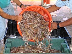 U.S shrimp market in 2013 Limited supply and higher price due to restriction of shrimp imports