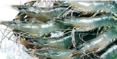 Ca Mau Strong rise in fishery production