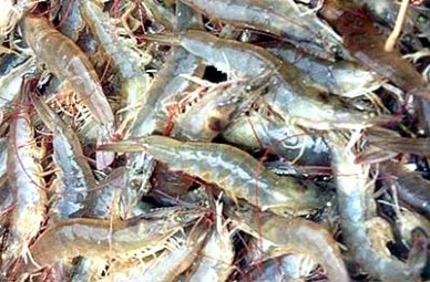 New Wind Seafood Co., Ltd More orders for shrimp products