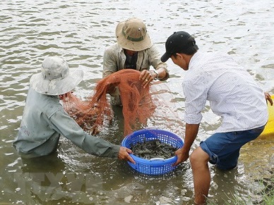 Ben Tre Shrimp to become spearhead of production industry