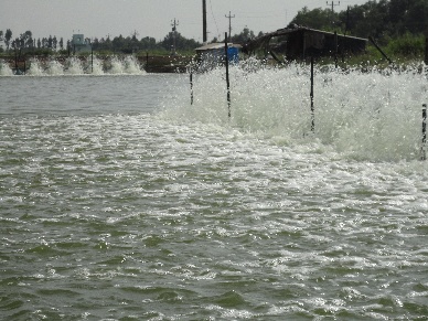 GAAs new BAP standards set to tackle social responsibility including illegal labor practices