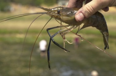 BAP Farmed Shrimp Equivalent to Monterey Bay Aquarium Seafood Watch® ‘Good Alternative’