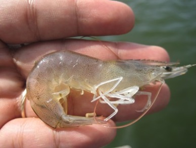 Vietnam tightening control of whiteleg shrimp seeds