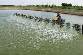 Ca Mau applied agricultural insurance to farmed shrimp 
