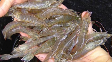EU importers struggle as Thai shrimp prices leap