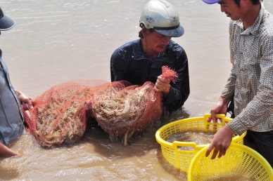 Bac Lieu’s district focuses on marine economic development