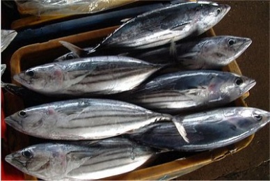 Skipjack price spiral temporarily halts, as tuna prices come down 20% to 30%