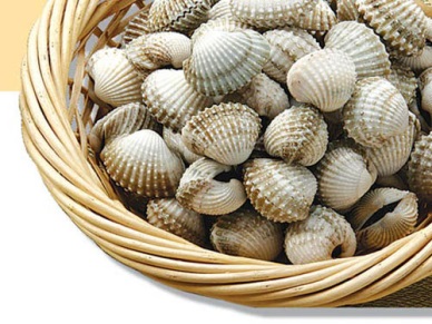 Ben Tre Lack of blood cockle seed for new crop