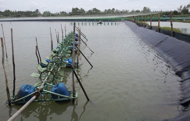 Soc Trang Brackishwater shrimp farming develops well 