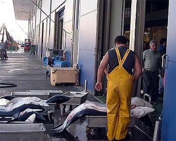 Fresh fish landings continue falling