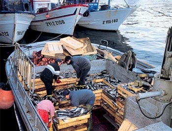 Spain Slight decrease in fresh fish landings in first quarter