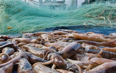 Argentina Significant increase in squid landings 