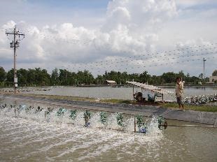 Vietnam expanding whiteleg shrimp farming area