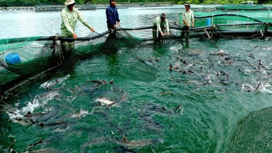 Cheaper black market sturgeon from China threatens Vietnams domestic breeding industry