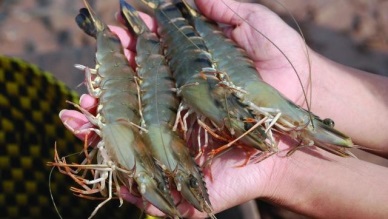 EUR2.5 million project launched to support shrimp value chain development in Mekong Delta 