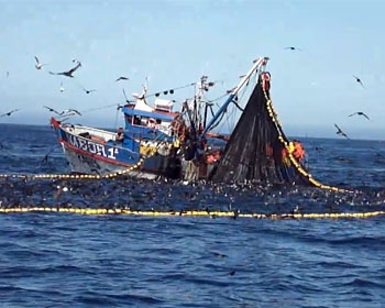 Fish landings down more than 10pc