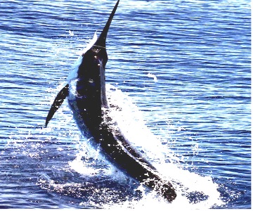 Algerian Tuna Catches Decline By 34% 
