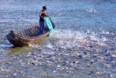 Vietnam fish production in 2013