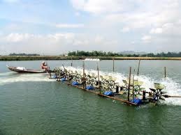 QI2017 Farming area of shrimp totaled 535.6 thousand ha
