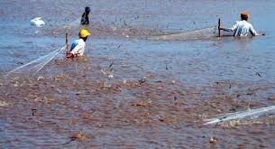 Kien Giang The area for brackishwater shrimp farming to hit 114,000 ha in 2017