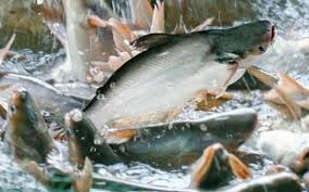 Nam Viet Corporation (ANV) earned profit of VND 353 billion in H1 of 2019