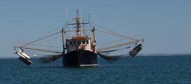 Australias prawn industry applauds decision to scrap quota system management plan