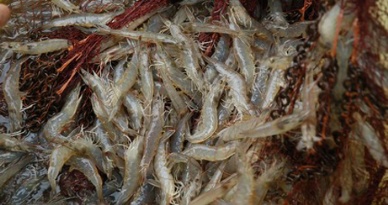 Vietnam shrimp farmers accuse Chinese buyers of fattening up low quality shrimp for domestic resale