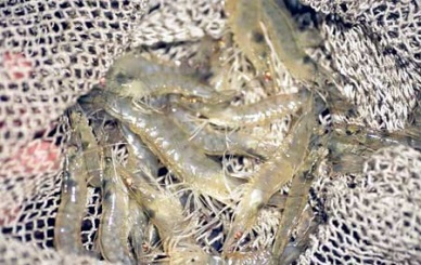 Bac Lieu Low demand for raw shrimp