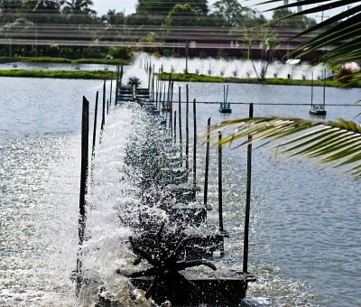 Thailand emerges as global seafood powerhouse 