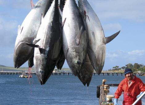 Tuna industry anxious to increase exports 