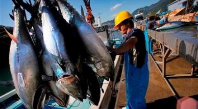 Skipjack tuna prices plummet due to high supply