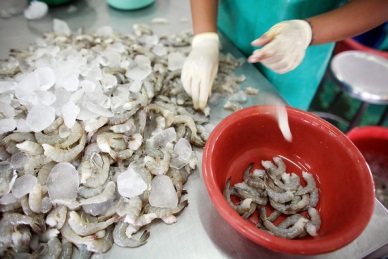 Thailand shrimp exports continued to decline in QI2014