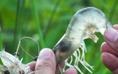 Vietnam shrimp exports to Australia went up 