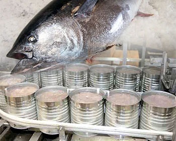 Spanish canners warn over tuna ‘threat’ in Thailand FTA talks