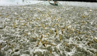 Development of shrimp farming in Vietnam ambition, challenges and opportunities 