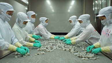 Good growth in Vietnam shrimp exports to Korea