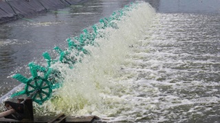 More shrimp farming cooperatives meet ASC standards