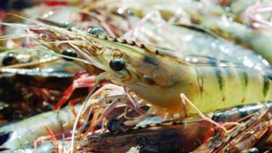 Vietnam shrimp exports to Korea to increase by 30% in 2019