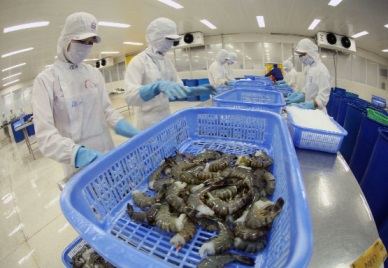 Vietnam shrimp sales to the Netherlands to continue the rise 