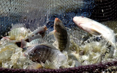 Vietnam approved the development plan for tilapia farming by 2020