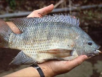 Philippines Fish Farmers in Philippines Receive Free Tilapia Fingerlings