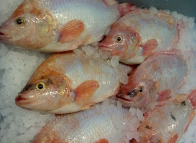 Europe’s first tilapia farm earns BAP certification