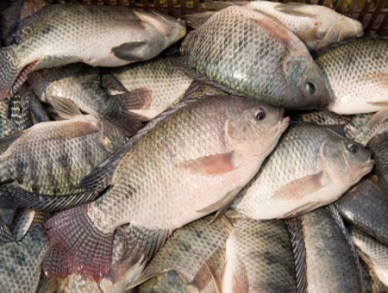 New strain of tilapia for production to export