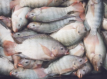 Tilapia fish output increases 35-fold in a decade
